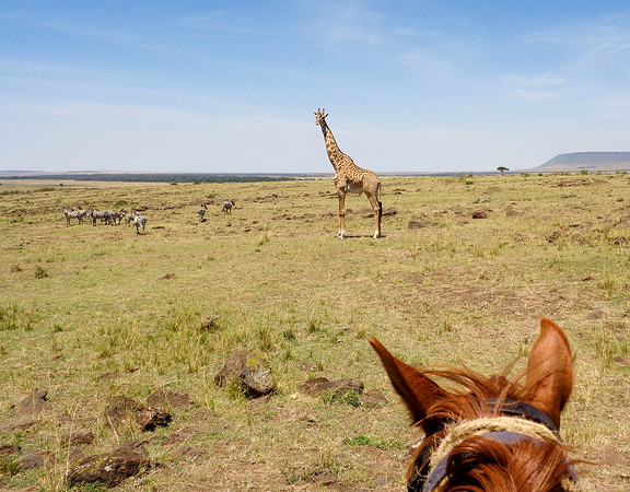 "Africa from Horseback"