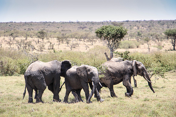 "Elephant Herd"