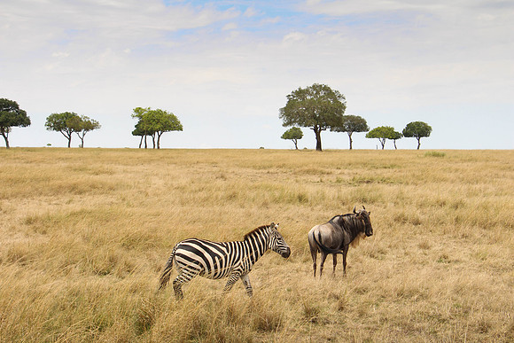 "Zebra and Wildebeest"