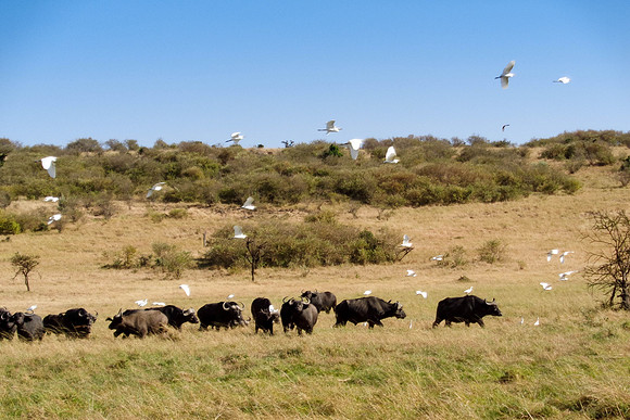 "Buffalo and Egrets"