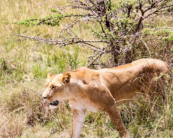 "Hunting Lioness"