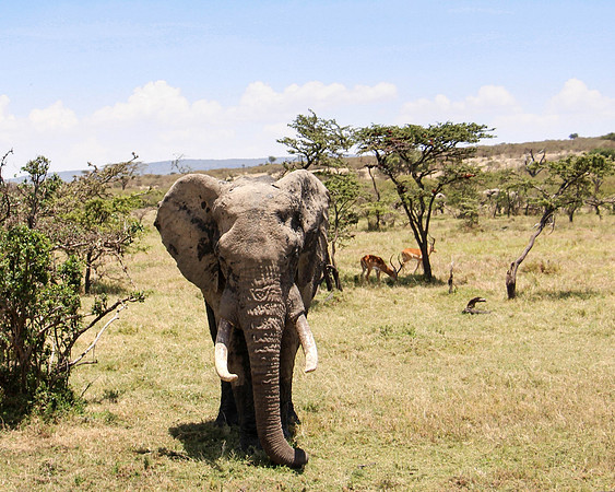 "Elephant and Antelopes"