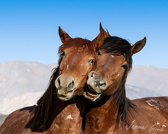 "Untamed Tenderness"