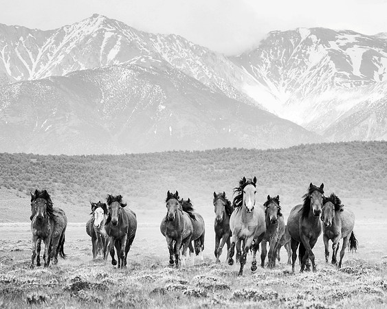 "Galloping Wild Mustangs"