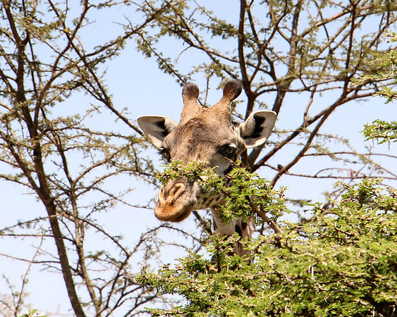 "Giraffe"