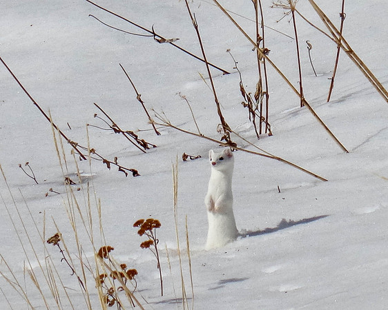 "Snow Spirit" (Ermine)