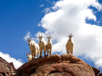 "Mountain Guardians" (Goats)