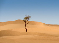 "Lone Tree in the Saharan Desert" Morocco, Africa