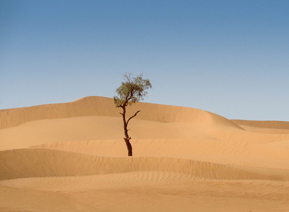 "Lone Tree in the Saharan Desert" Morocco, Africa