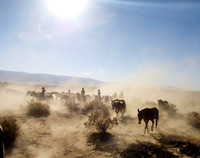 "Horse Drive" Owens valley, CA