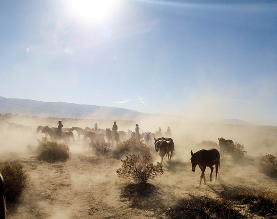 "Horse Drive" Owens valley, CA