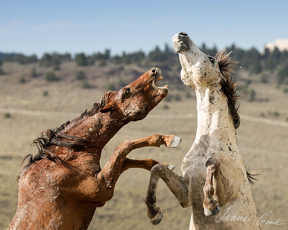 "Fierce Battle"