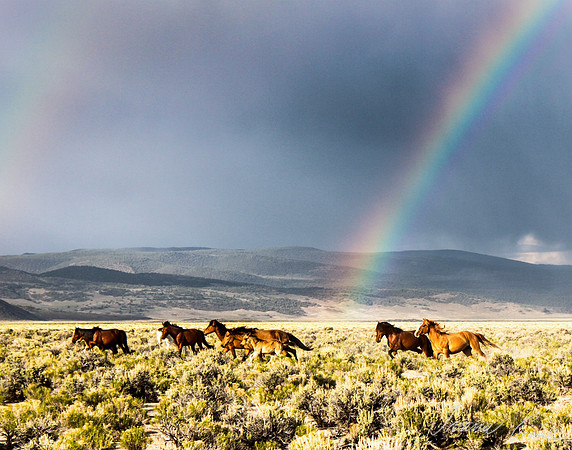 Wild Mustangs and Rainbow
