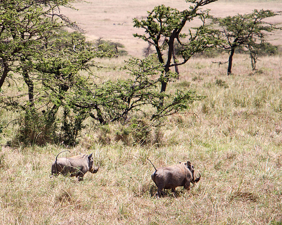 "Warthogs"