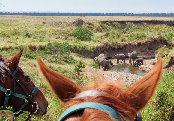 "Elephants from Horseback"