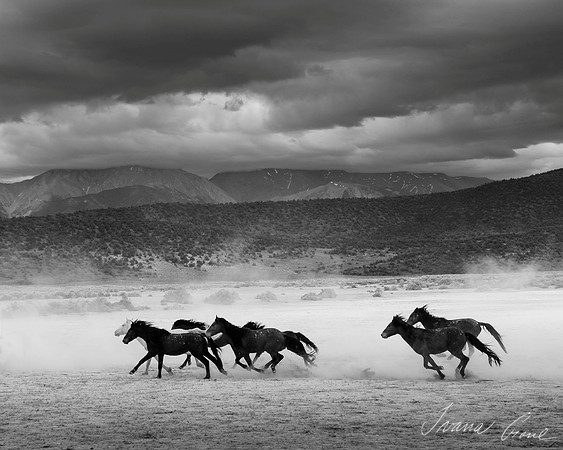 "Wild Horses Running from Thunder"