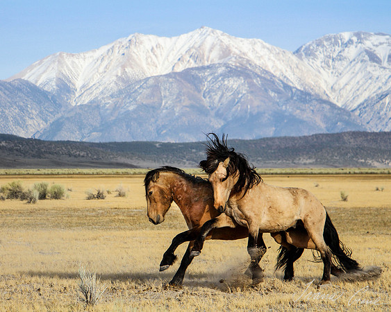 Fierce Wild Stallions