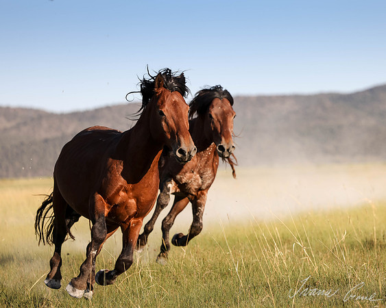 Wild Chase"