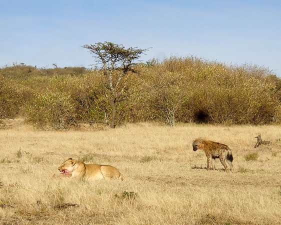 "Hyena and Lioness"