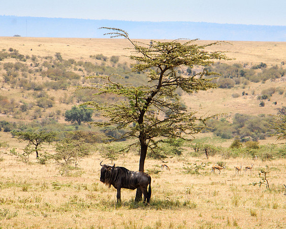 "Wildebeest"