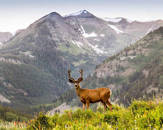 Deer and Wildflowers                         (Crested Butte, Colorado)