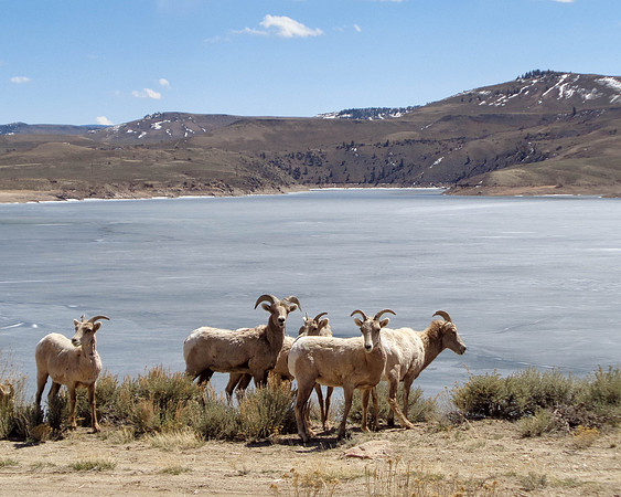 Bighorn Sheep and Lake (Colorado)
