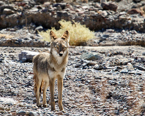 "Wild Stare" (Coyote)