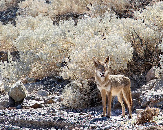 Coyote in Desert