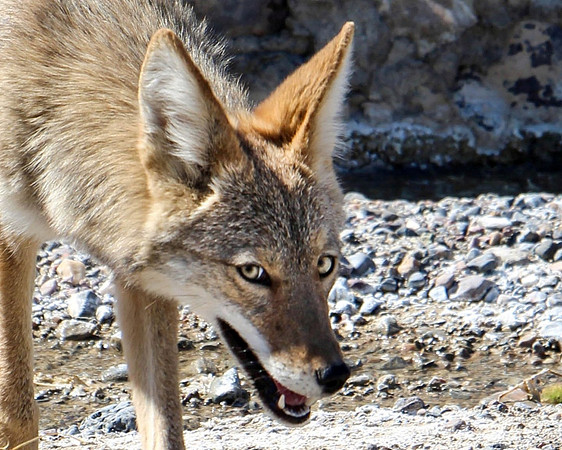 "Crazy Eye" (Coyote)