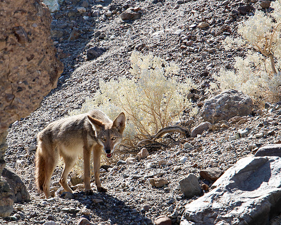 Coyote near Den