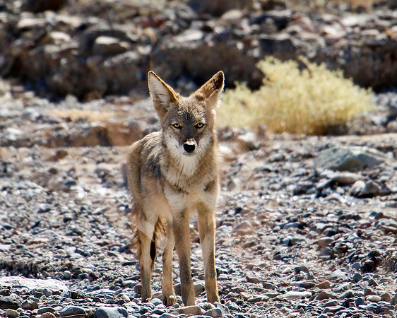 Coyote