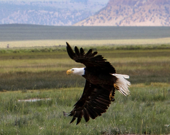 Eagle in Flight