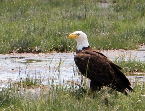 Eagle by Water