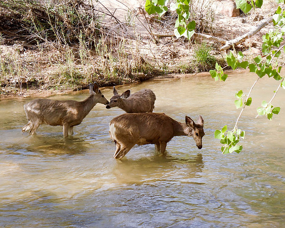 "Spring Nymphs" (Deer - Zion, Utah)