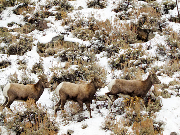 Bighorn Sheep in Sagebrush (Crested Butte, Colorado)