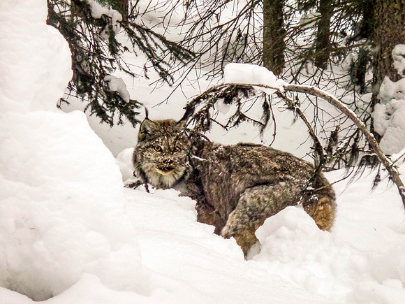 Bobcat (Banff, Canada)