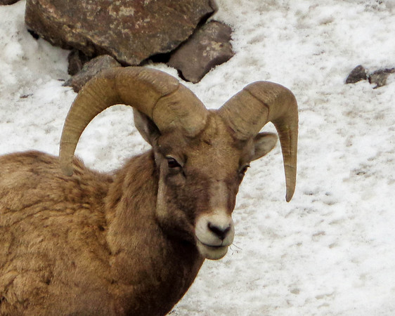 Bighorn Sheep (Crested Butte, Colorado)
