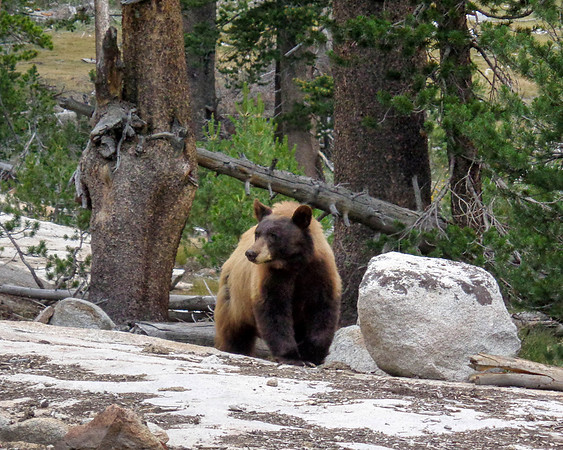 Bear (Sierra Nevada, California)