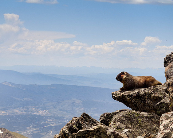 "The Lion King" (Marmot - North Arapahoe Peak, Colorado)