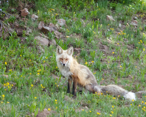 Fox in wildflowers (Paradise Divide, Crested Butte, Colorado)
