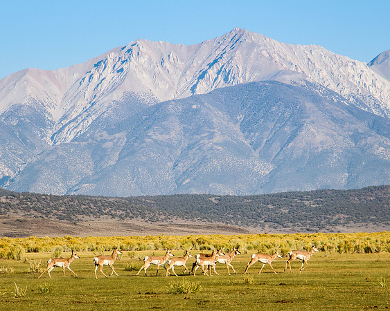 "Antelopes and Mountains"