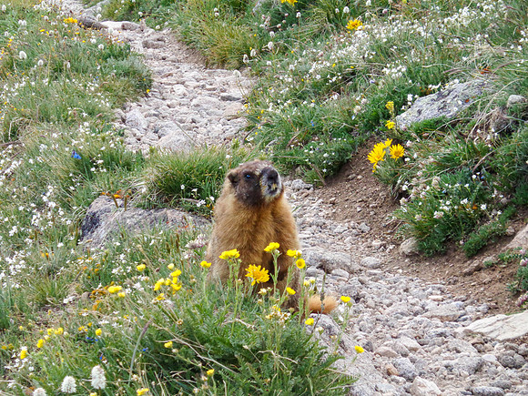 "Marmot and Wildflowers" (North Arapahoe Peak, Colorado)