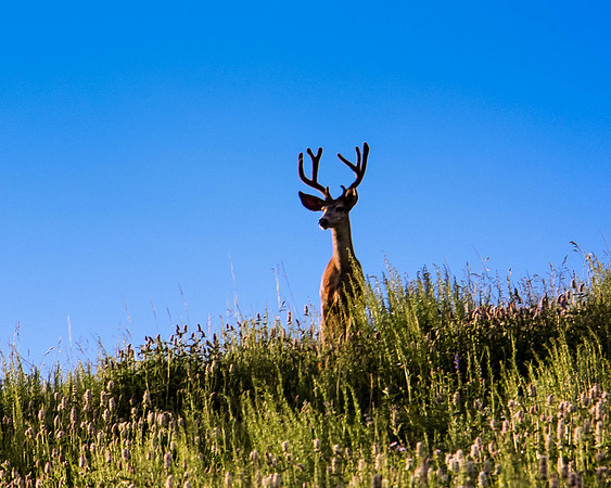 "On top of the World" (Deer - Crested Butte, Colorado)