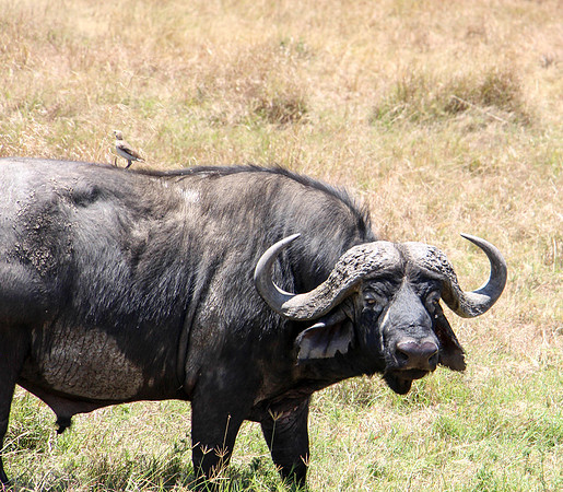 "African Buffalo and Bird"