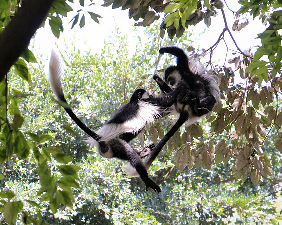 "Colobus Monkies at Play"