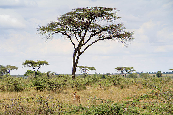 "Hunting Lioness and African Savanna"