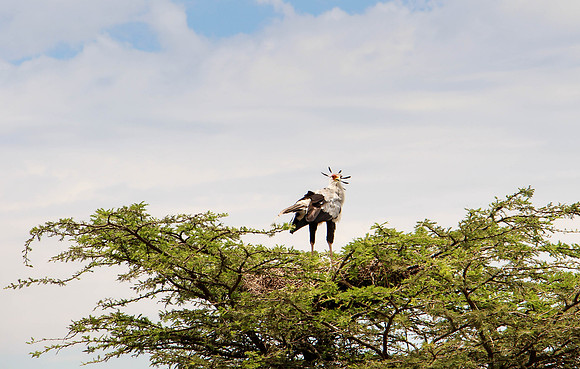 "Secretary Bird"