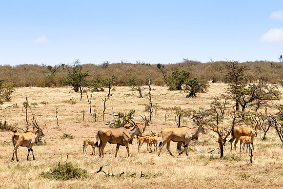 "The Eland"