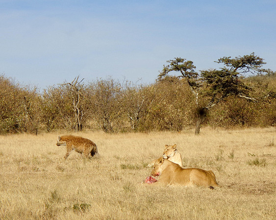 "Lions and Hyena"