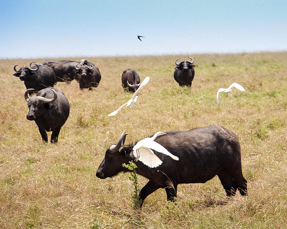 "Egrets and Buffalo"